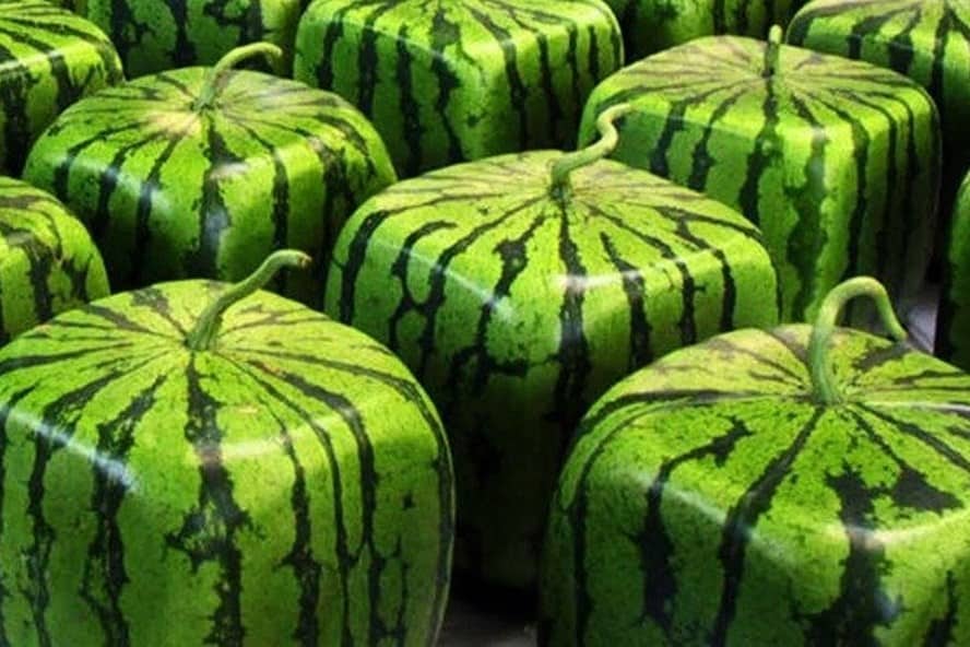 dưa hấu vuông