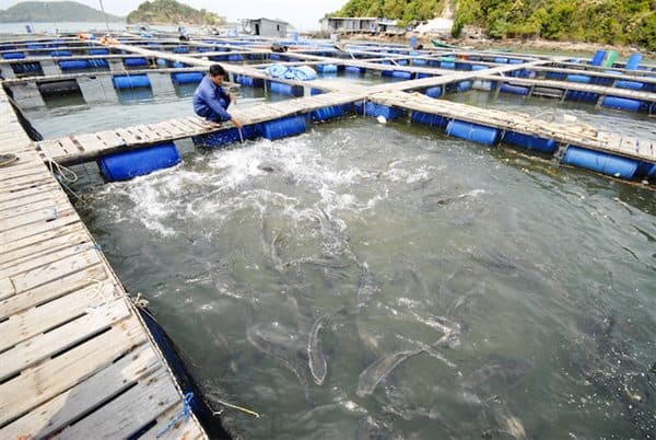 nuôi cá bớp làm gìau 