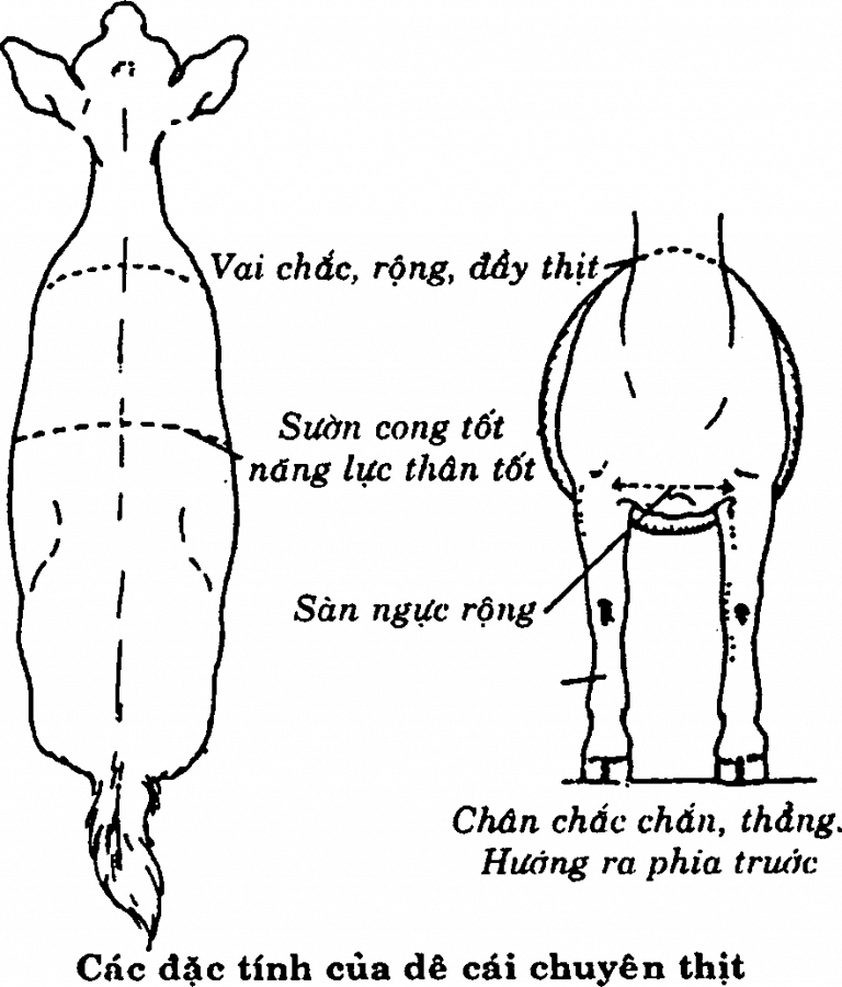 nuôi dê