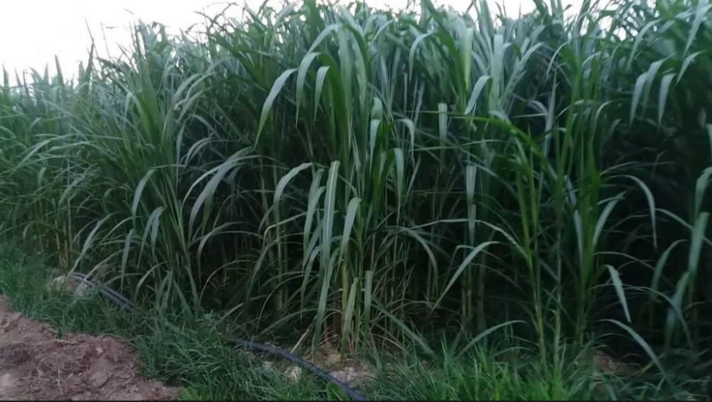 trồng cỏ nuôi bò