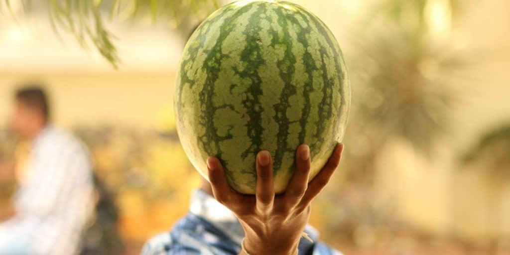 chăm sóc dưa hấu