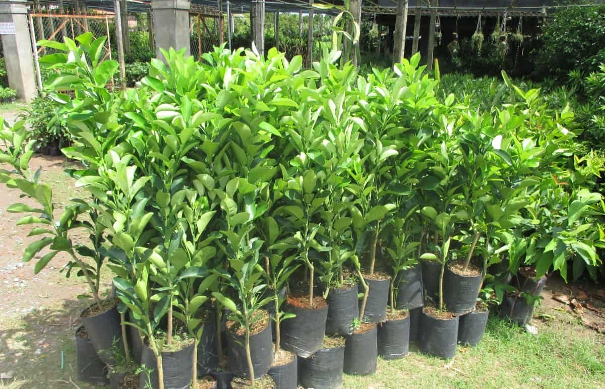 bưởi da xanh