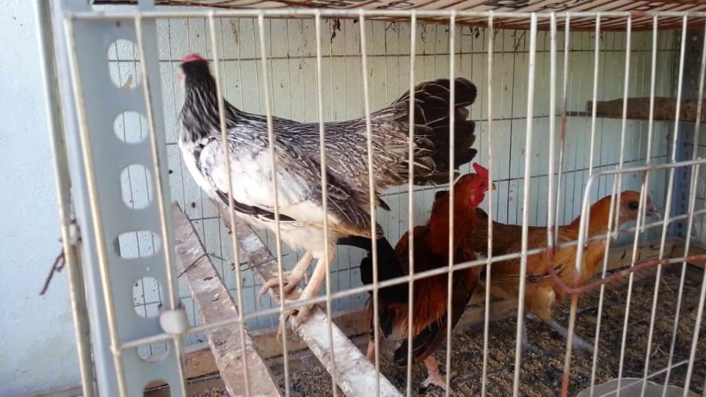 chuồng nuôi gà đẻ