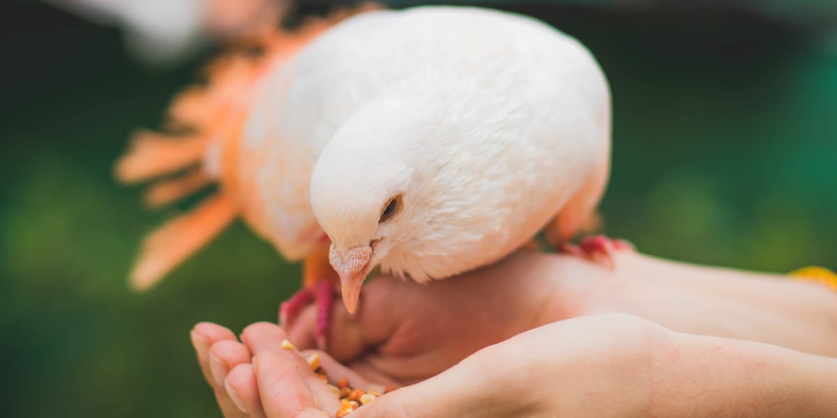 Tìm hướng phát triển nghề nuôi chim bồ câu - Báo Thái Nguyên điện tử
