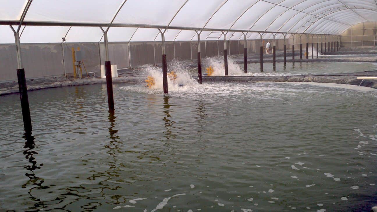 kinh nghiệm nuôi tôm thẻ chân trắng