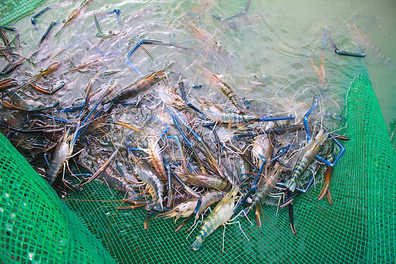 nuôi tôm càng xanh