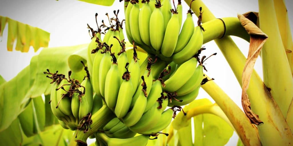 bón phân cho cây chuối