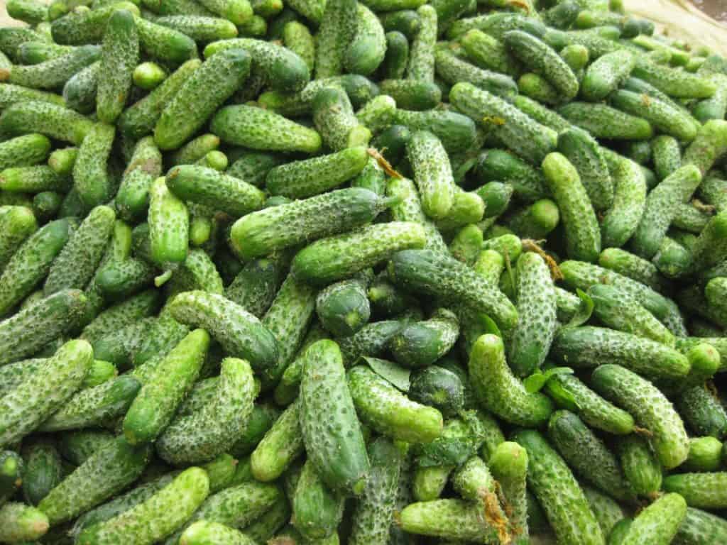 dưa chuột bao tử