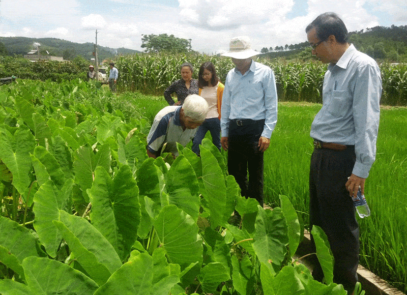 trồng môn sáp