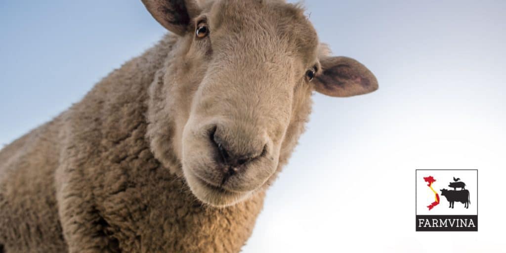 nuôi cừu làm giàu