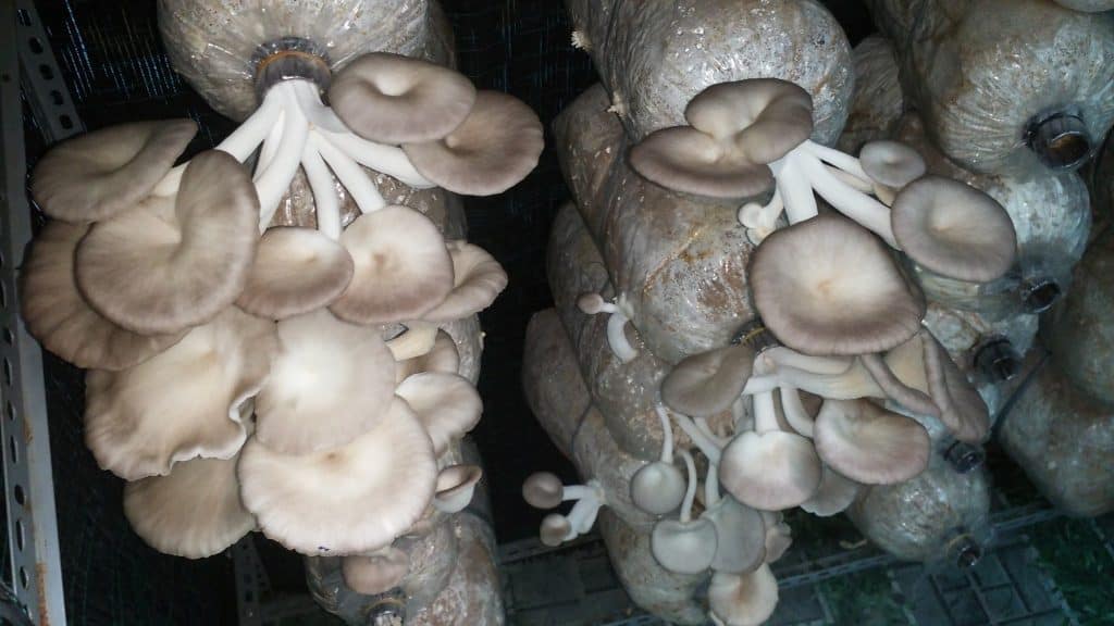 nấm sò
