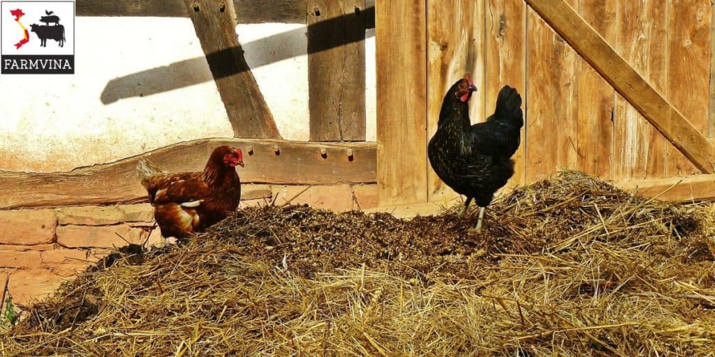 vệ sinh chuồng trại chăn nuôi