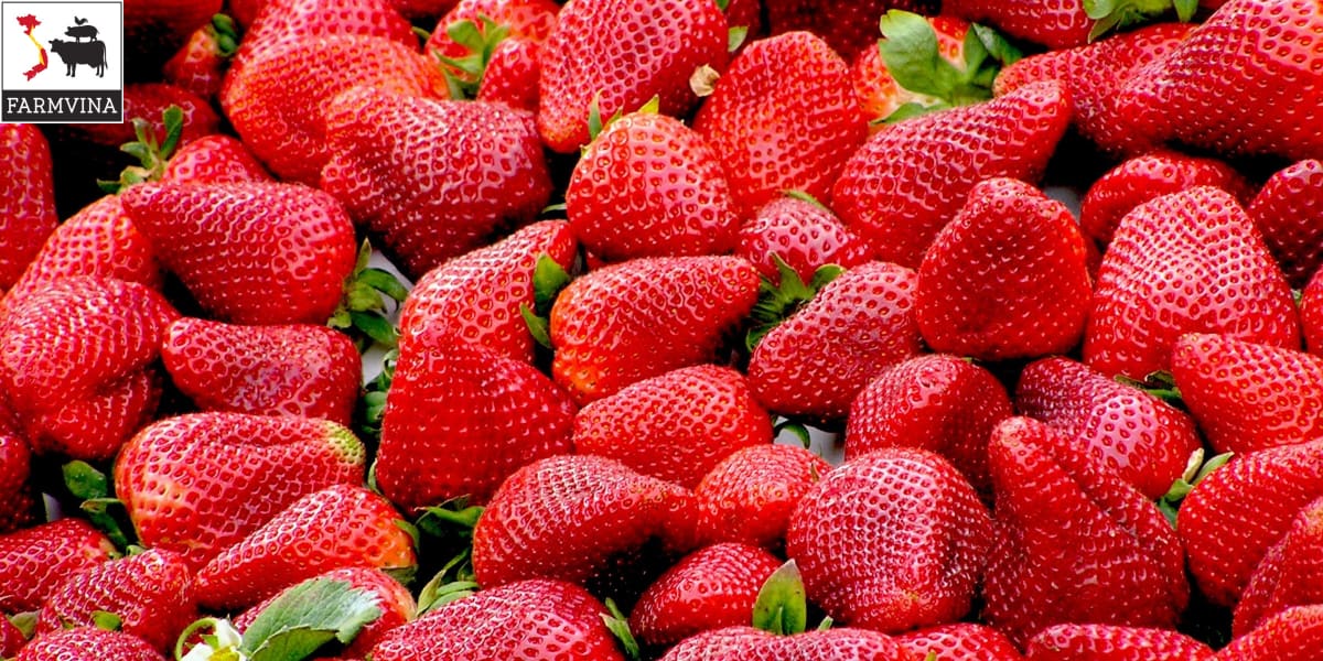 Dâu tây chịu nhiệt