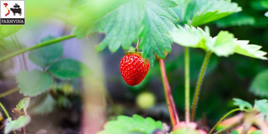 Dâu tây chịu nhiệt