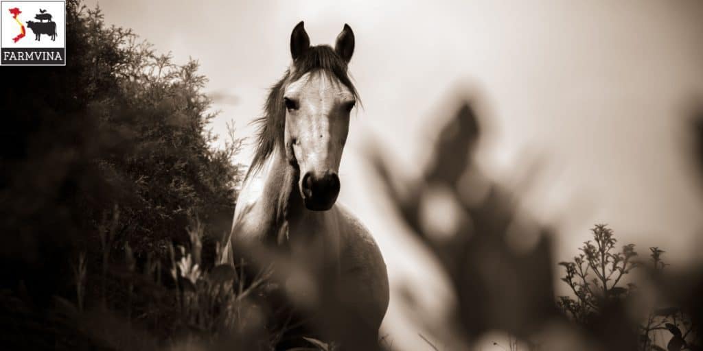 nuôi ngựa sinh sản