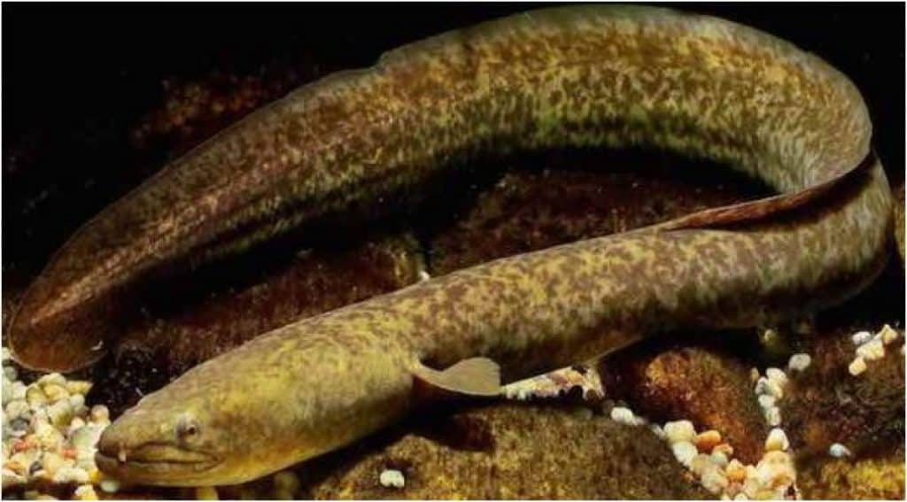 nuôi cá chình hương