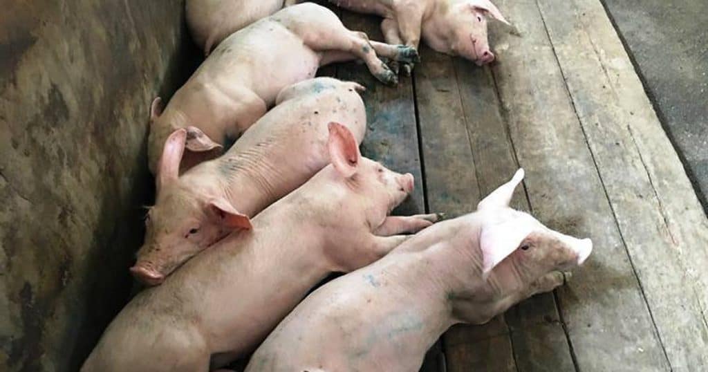 Lở mồm long móng