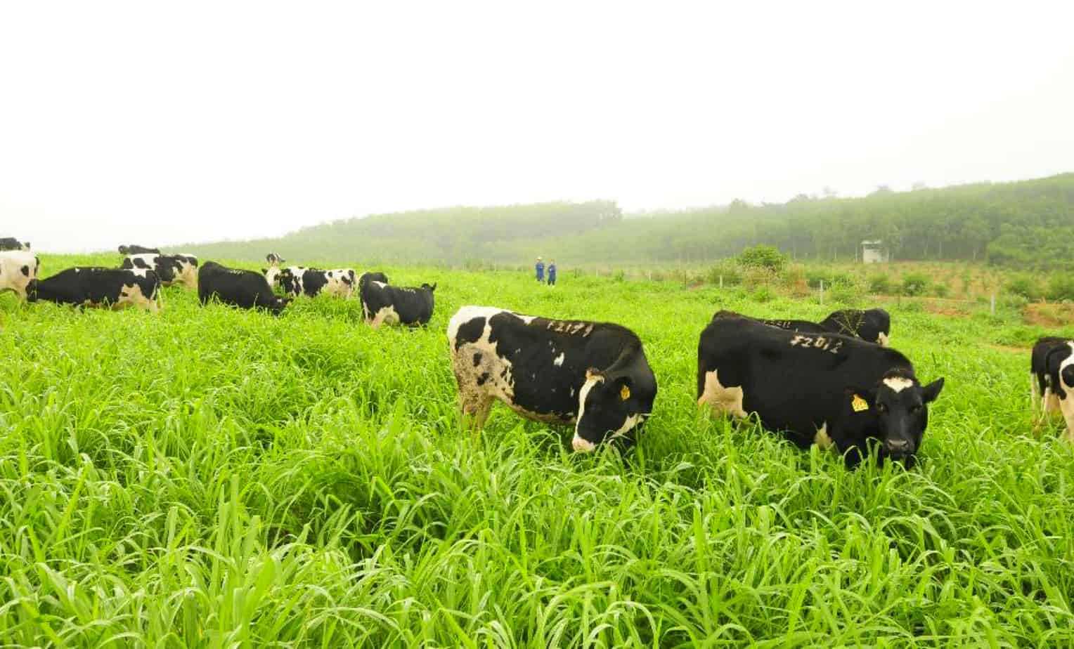 Đồng cỏ chăn nuôi: Kỹ thuật tạo nguồn thức ăn gia súc | Farmvina Nông Nghiệp