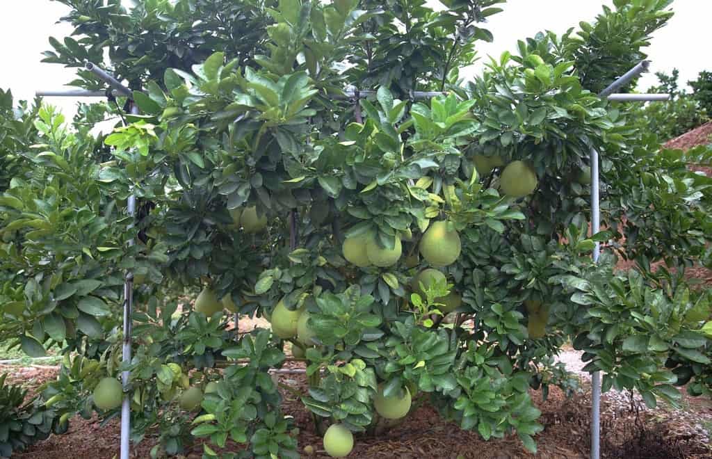 trị sâu bệnh cho cây bưởi