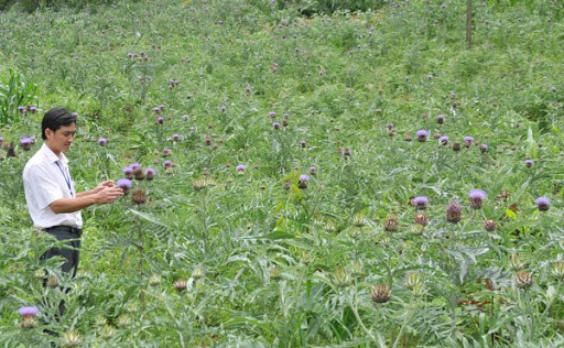 công dụng của Atiso