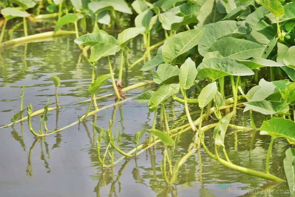 rau muống nước