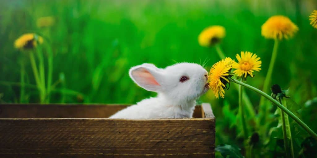 nuôi thỏ lớn
