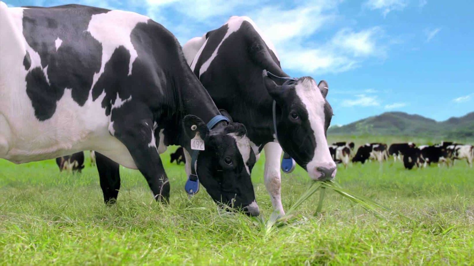 Khởi Nghiệp Với Chỉ Một Con Bò Sữa | Farmvina Nông Nghiệp