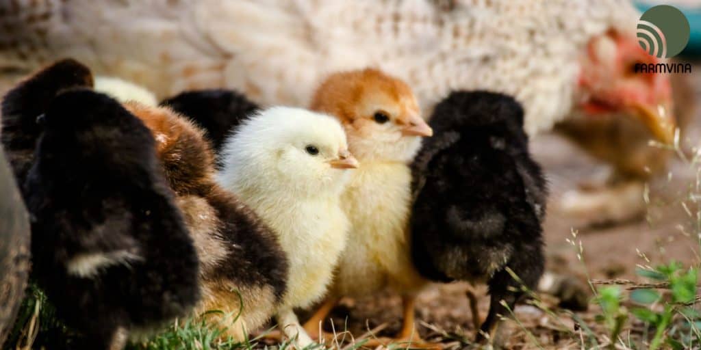 chọn gà để giống