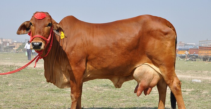 bò Sind
