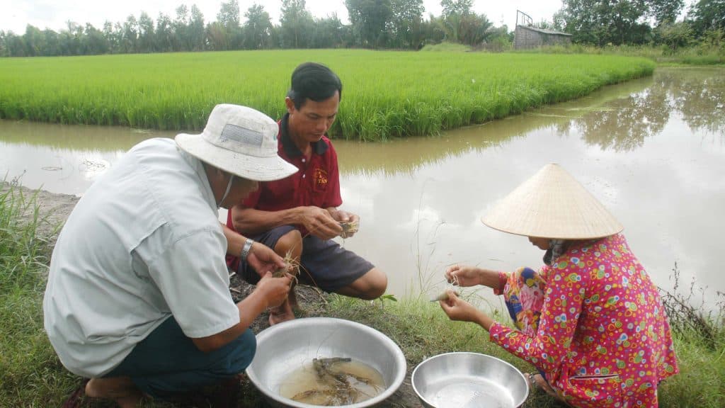 nuôi tôm càng xanh