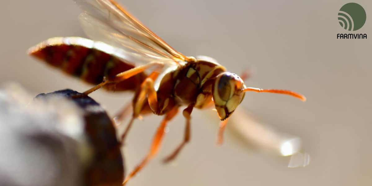 Ong bắp cày không chỉ là loài côn trùng gây nhức đầu mà còn mang tới lợi ích vô cùng cho đời sống. Xem hình ảnh liên quan để khám phá sự đa dạng và độc đáo của loài ong này.
