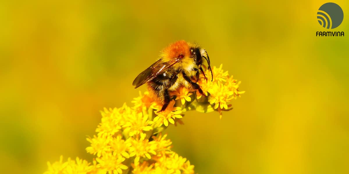 ong mật