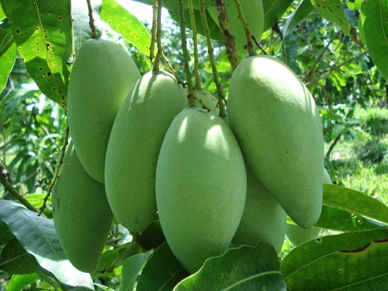 cây xoài