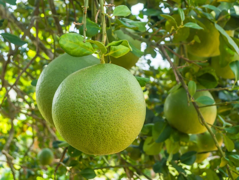 cây bưởi