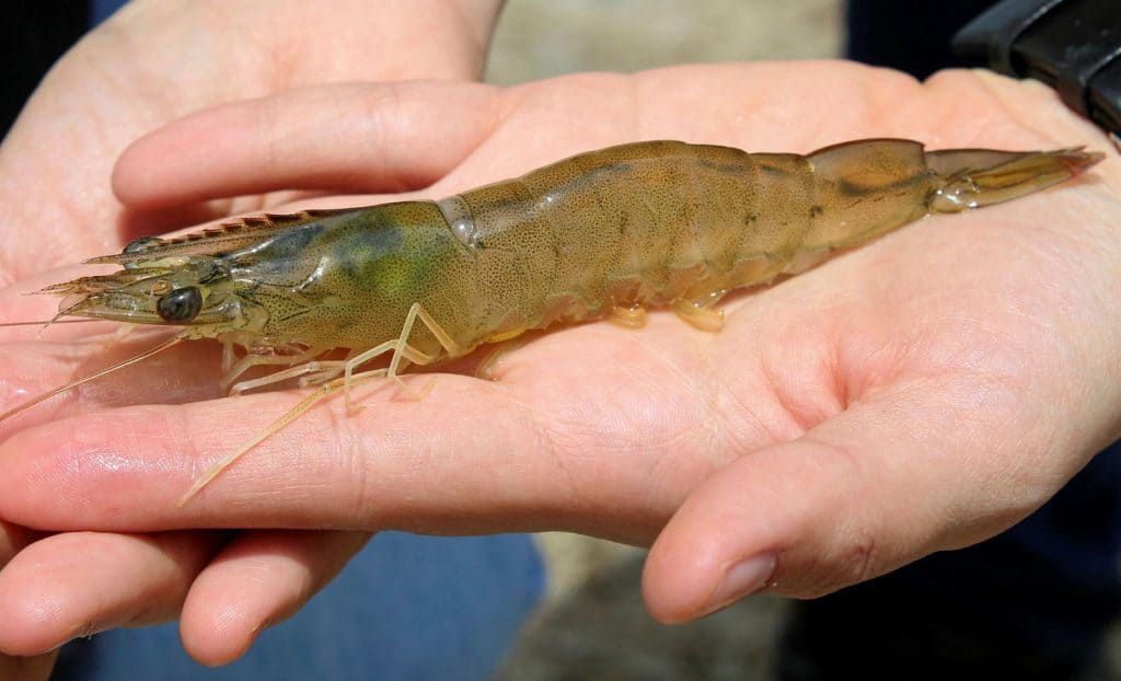 Nuôi ngọt hoá tôm chân trắng