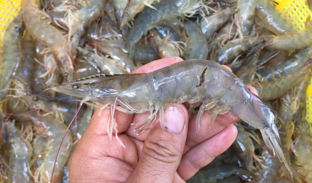 tôm thẻ chân trắng