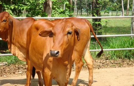 bò Sind