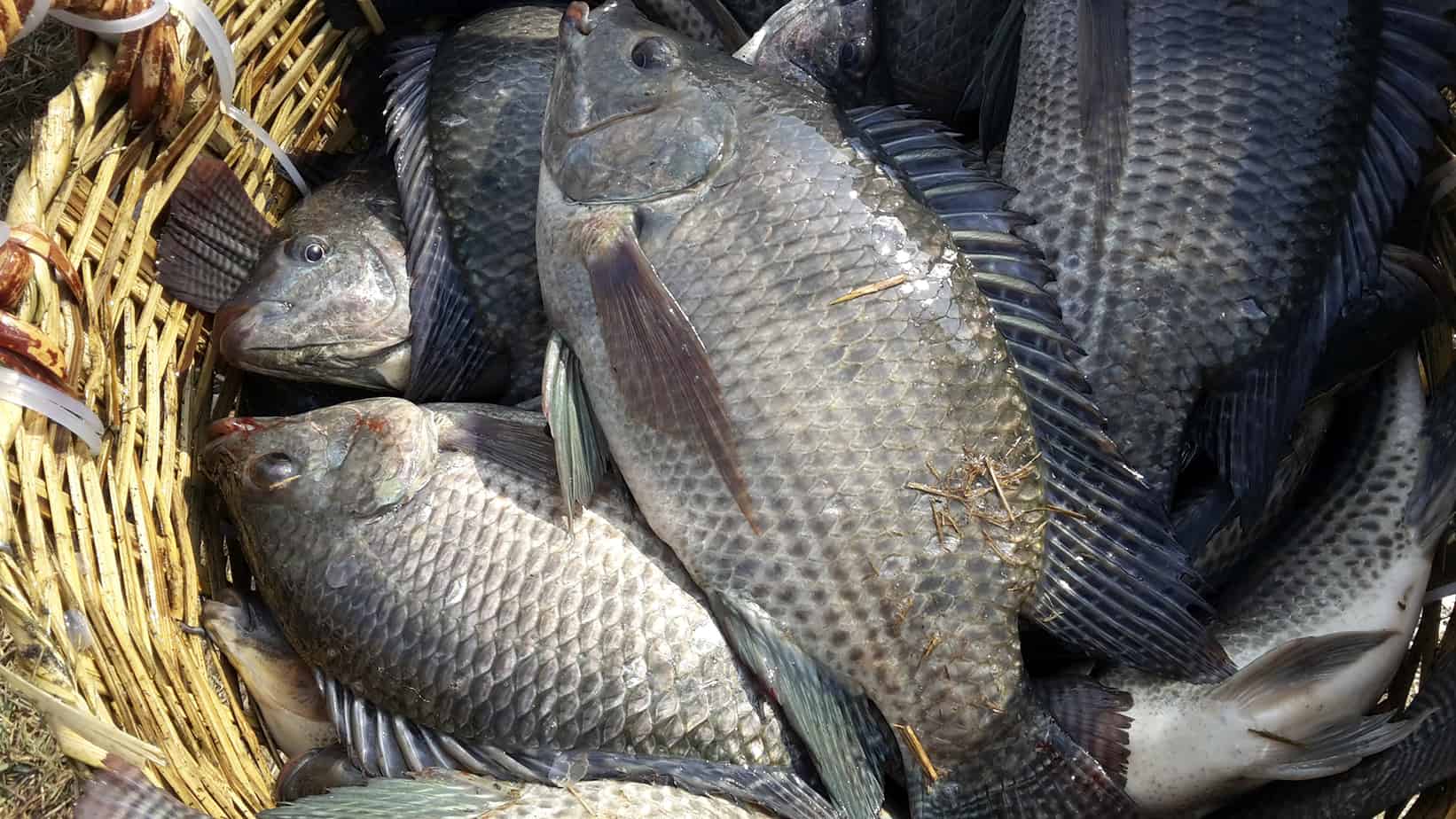 Những điểm cần lưu ý khi nuôi cá rô đồng | Farmvina Nông Nghiệp
