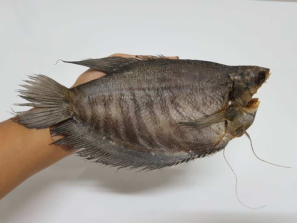 bệnh thường gặp ở cá sặc rằn