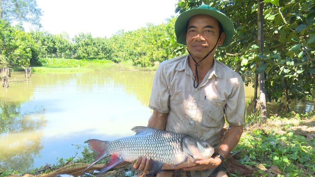 kỹ thuật nuôi cá hô