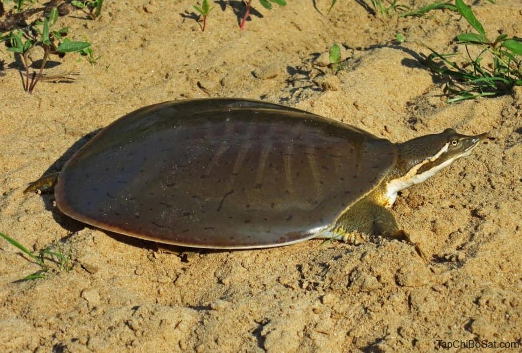 Đặc điểm của ba ba