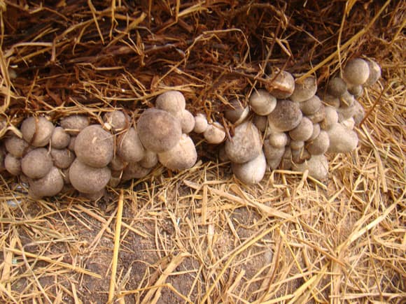 trồng nấm rơm trong nhà