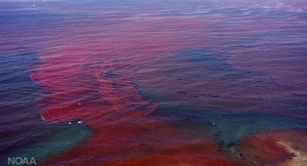 thủy triều đỏ