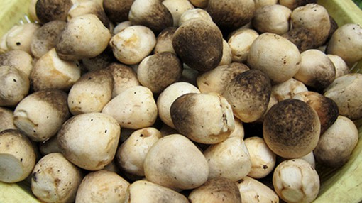 trồng nấm rơm trong nhà