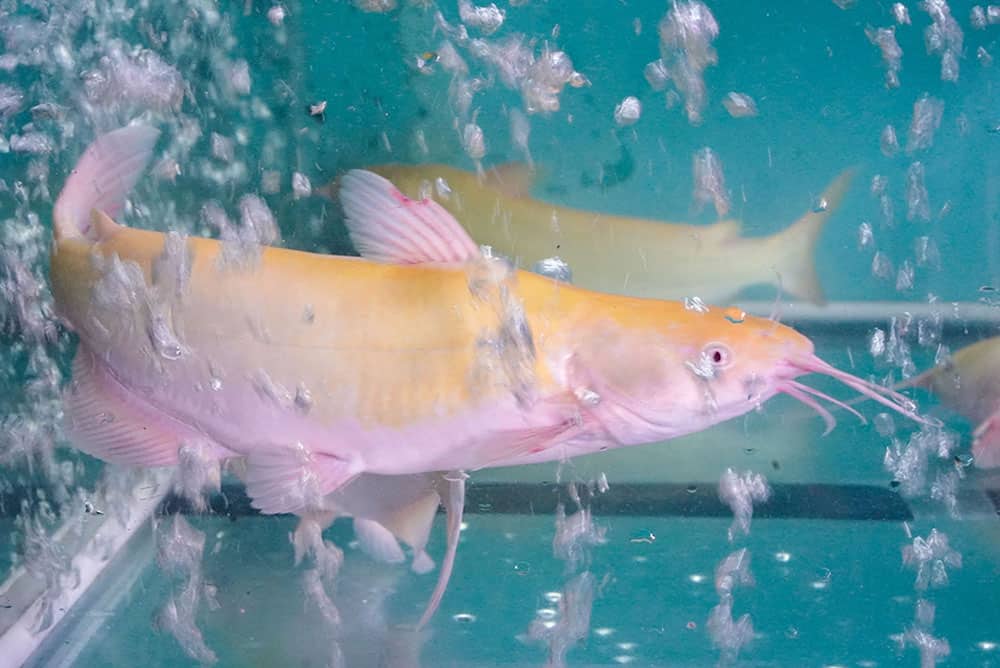 cá lăng nấu món gì