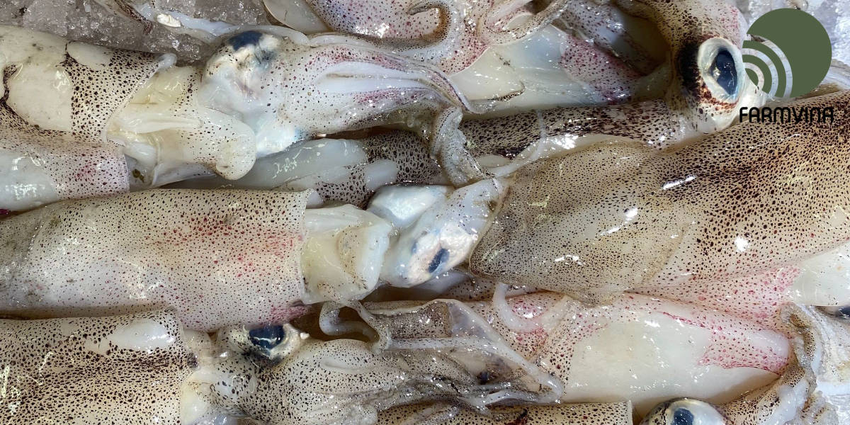 Ăn Mực Ống Có Tốt Cho Sức Khỏe Không?