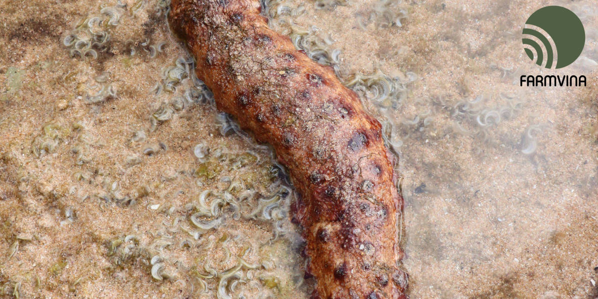 Hải Sâm Biển: Những điều cần biết