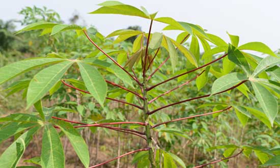 làm mồi câu cá trắm