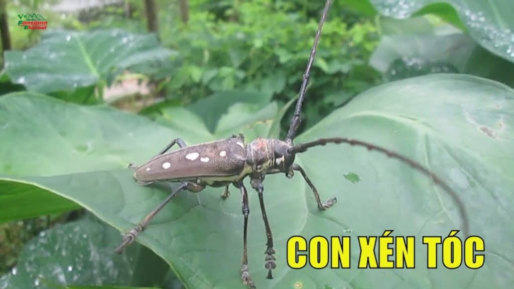 con xén tóc