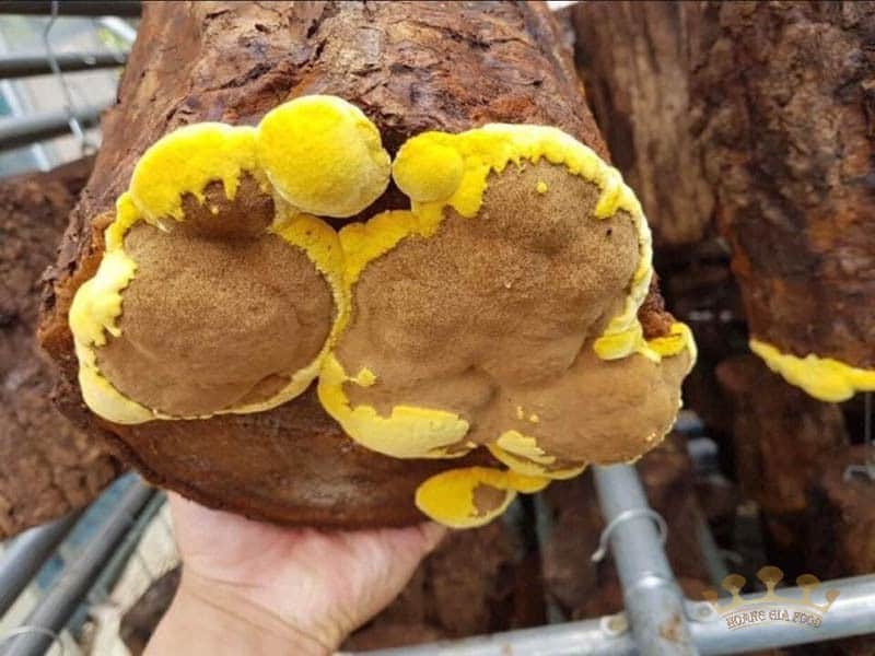 nấm thượng hoàng